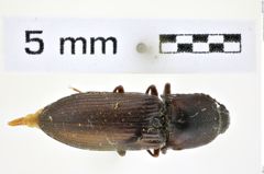 Foto (Dorsalansicht) von Selatosomus pruininus (Horn, 1871) (NHMW-ZOO-COL-0008354)